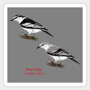 Pied Triller | Lalage nigra ⚥ Magnet